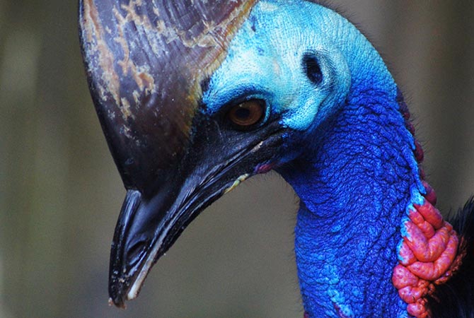 Strange Animals That Belong in Sci-Fi Movie Cassowary