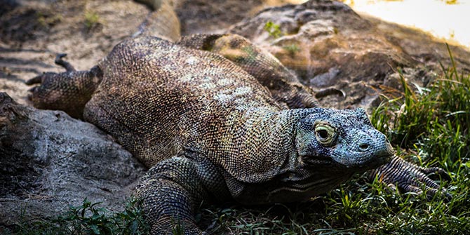 Strange Animals That Belong in Sci-Fi Movie Komodo Dragon