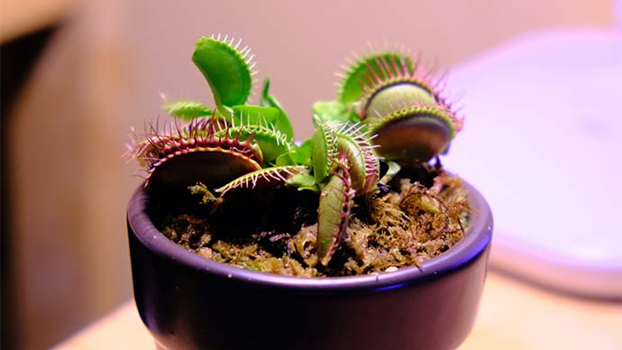 Why Venus Fly Traps Are Great for Your Office Desk  6 Reasons - 24