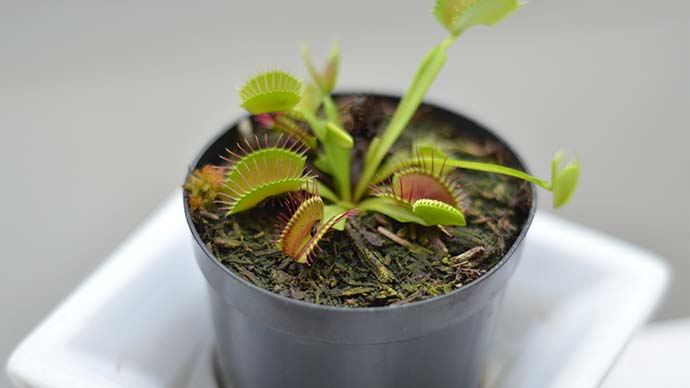 Why Venus Fly Traps Are Great for Your Office Desk  6 Reasons - 22