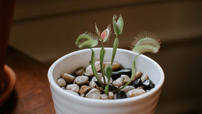 Why Venus Fly Traps Are Great for Your Office Desk  6 Reasons - 54