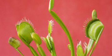 Why Venus Fly Traps Are Great for Your Office Desk: 6 Reasons
