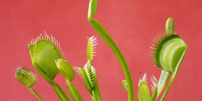 Why Venus Fly Traps Are Great for Your Office Desk: 6 Reasons