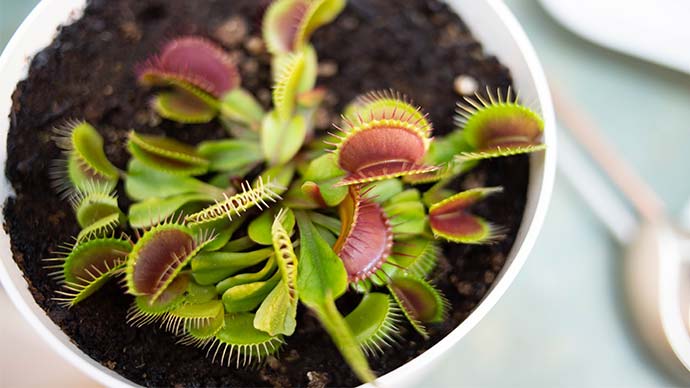 Why Venus Fly Traps Are Great for Your Office Desk  6 Reasons - 36