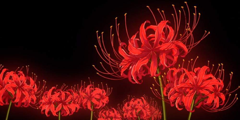 Red Spider Lily Flower GIF  Red Spider Lily Flower Bloom  Discover   Share GIFs