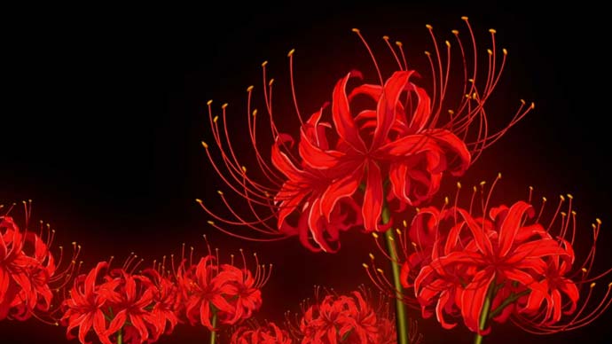 Lycoris radiata - Wikipedia